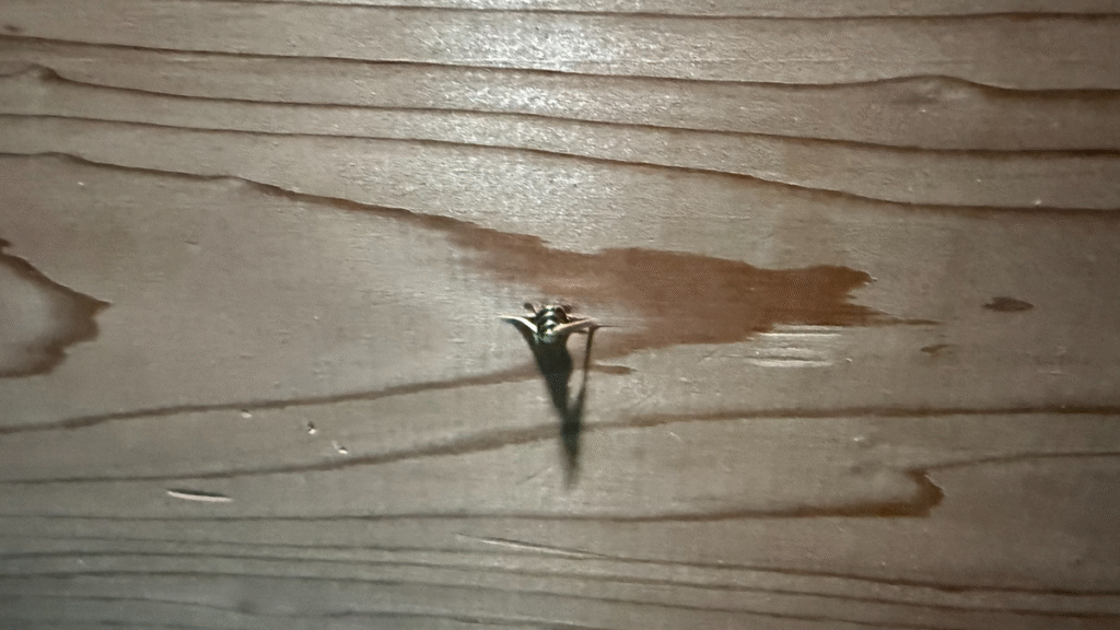 筆者撮影:木材裏面でドリルの先端が貫通した瞬間の写真。抜け際に小さなささくれが発生しており、裏当て材の必要性を示している。